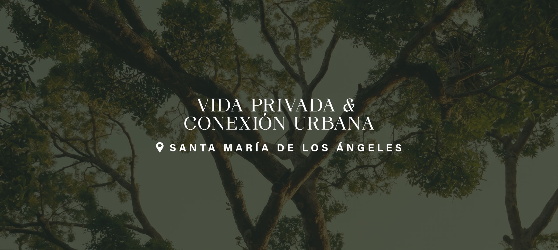 Banner web